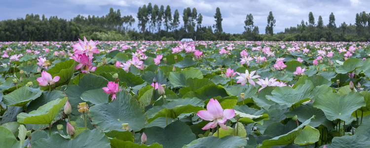 莲花池在和平和宁静的乡村全景图