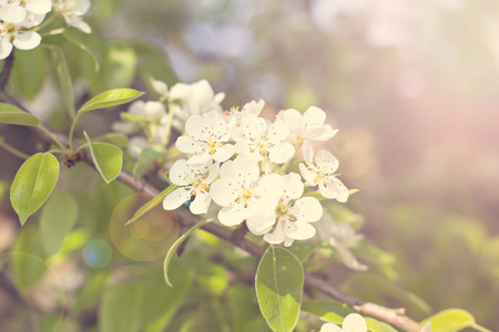 白色的苹果春天的花朵