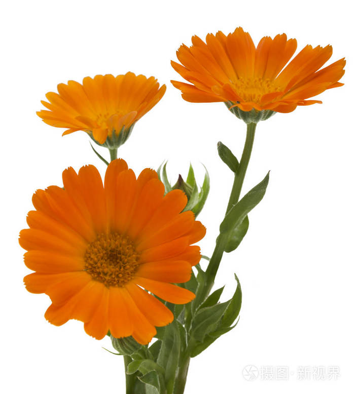 花与叶金盏花 金盏菊金盏花 花园的万寿菊 英语万寿菊 白色背景与文本的空间上 药用植物 选择性的焦点照片 正版商用图片0dndji 摄图新视界 花与叶金盏花 金盏菊金盏花 花园的万寿菊 英语万寿菊 白色背景与文本的空间上 药用植物 选择性的焦点照片 正版商用图片0dndji 摄图新视界