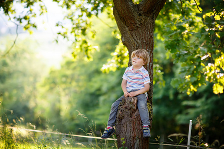 可爱的小小孩的男孩，喜欢爬上树