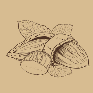 杏仁向量图片-杏仁向量素材-杏仁向量插画-摄图新视界