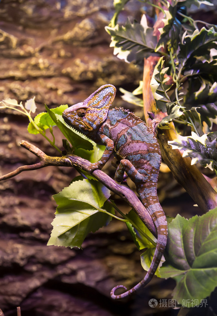 在动物园里的长尾巴的蜥蜴
