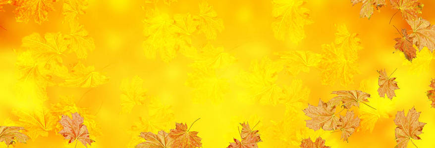 秋季景观与明亮多彩树叶