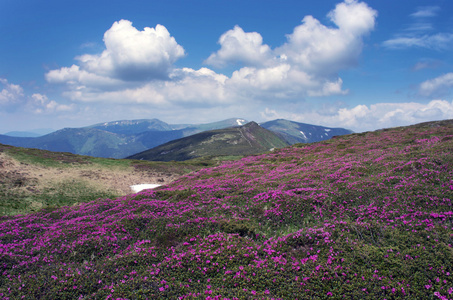 神奇的粉红色杜鹃花在山上。夏季日出