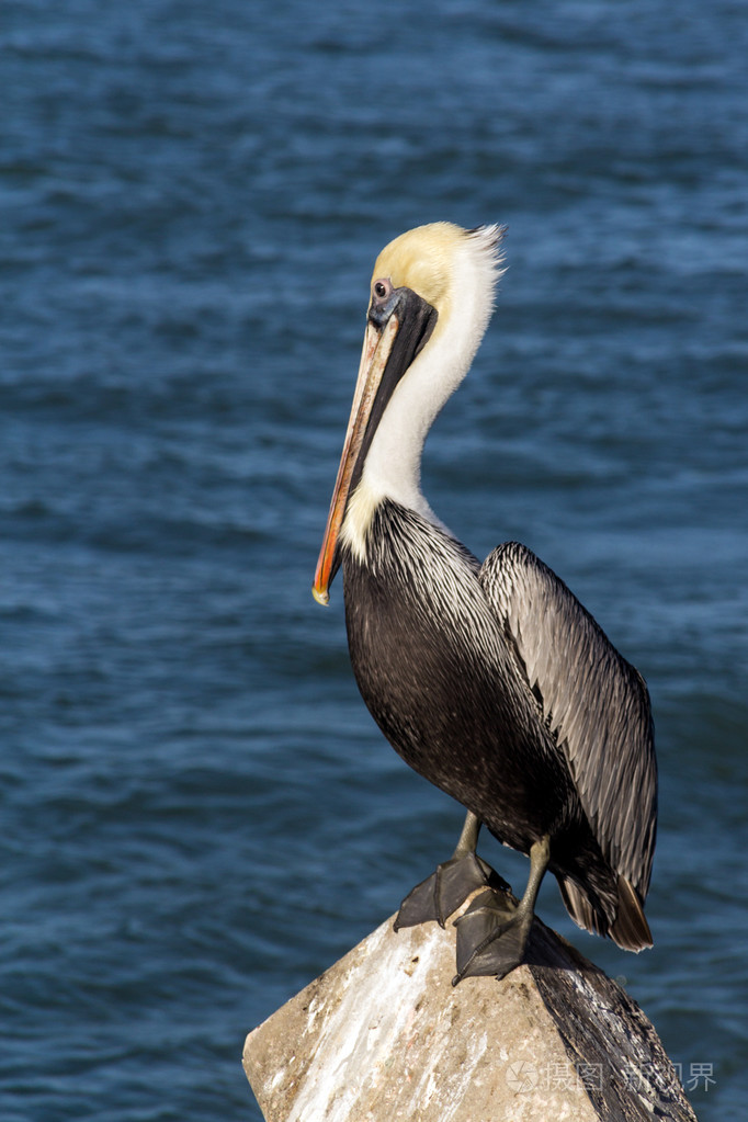 在佛罗里达州的鹈鹕鸟