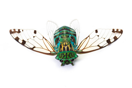 cicada neotibizan linnei