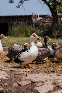 农家院里的乡村农场鸭子图片