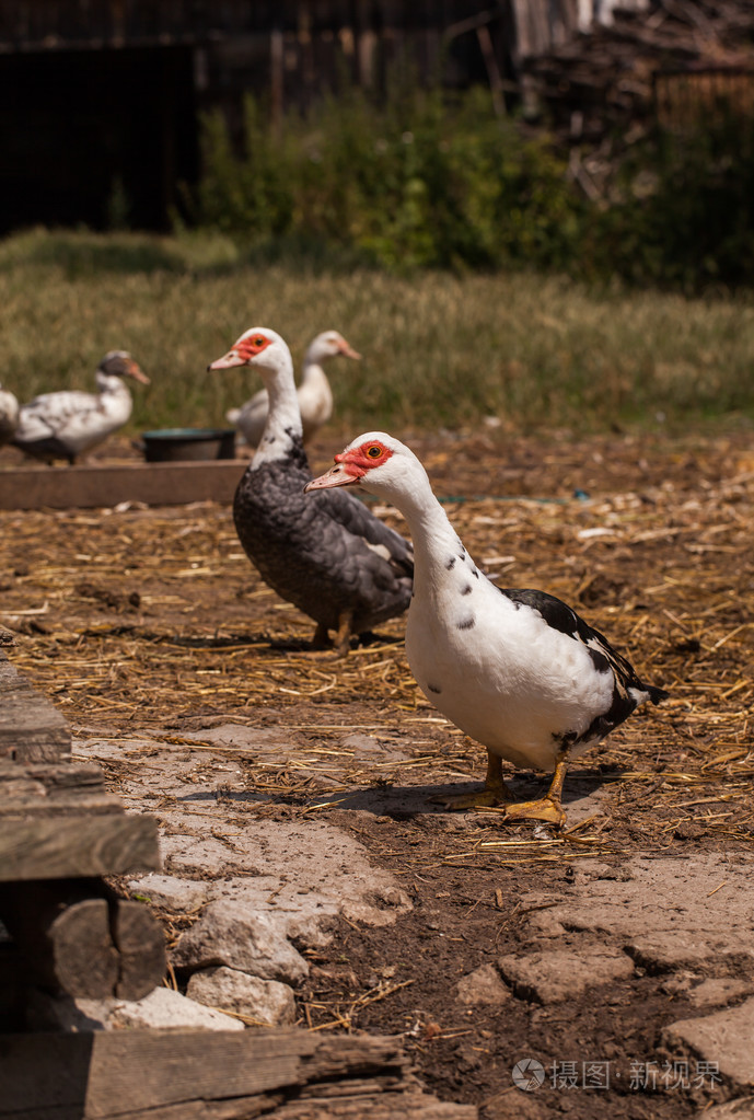 农家院里的乡村农场鸭子