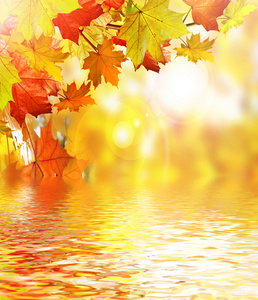 秋天的树叶。金色的秋天
