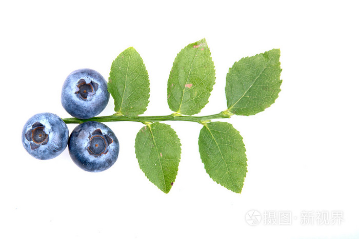 三个蓝莓和白色背景上的叶子