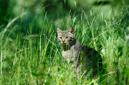 国内猫在草