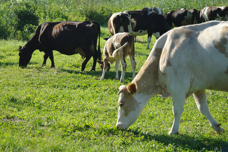 在夏天的绿色草地上的牛