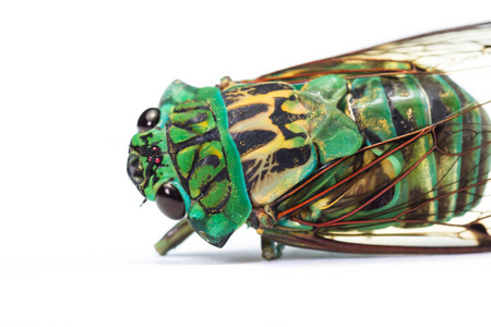 cicada neotibizan linnei