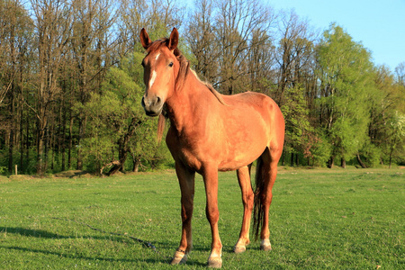 匹栗色马的鬃毛关闭盛装舞步板栗马关闭.