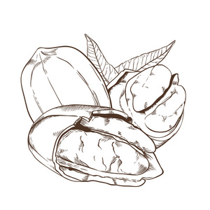 山核桃素描图片
