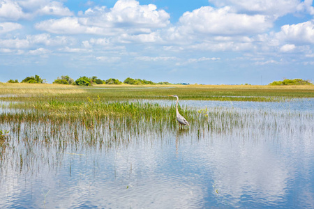 佛罗里达州湿地，飞艇骑在美国大沼泽地国家公园