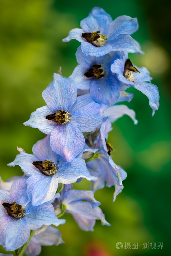 蓝彩色飞燕草花
