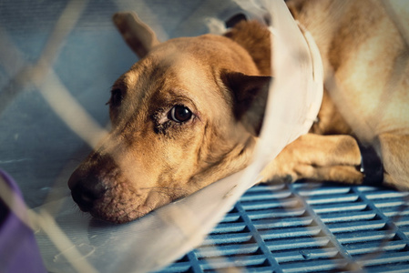狗受伤治疗兽医和复兴