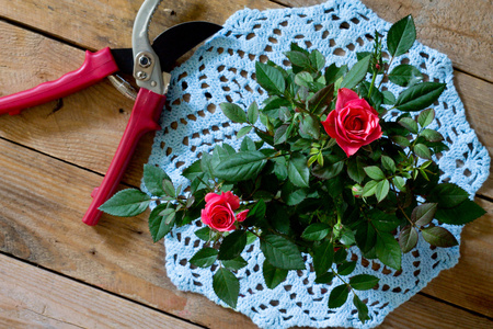 蓝色针织的餐巾和园林剪玫瑰