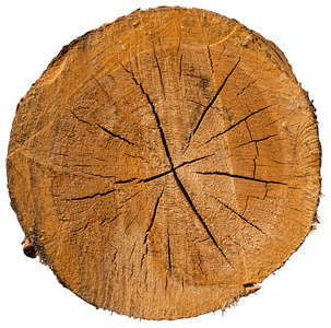 面环木材横切面照片
