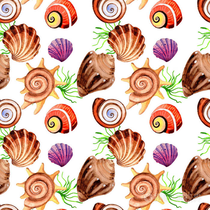 水彩夏天海滩贝壳热带成分模式水下生物