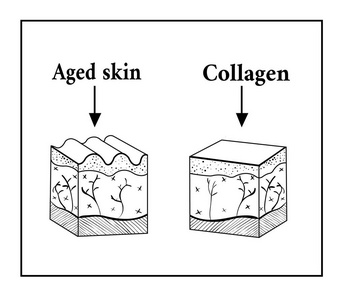 皮肤的胶原影响下的架构