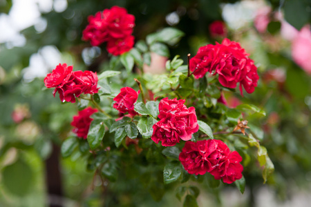 玫瑰花园在马德里图片