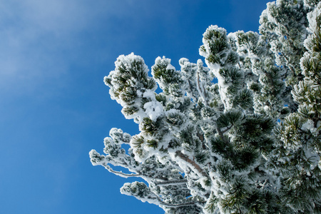 雪中的雪松树枝