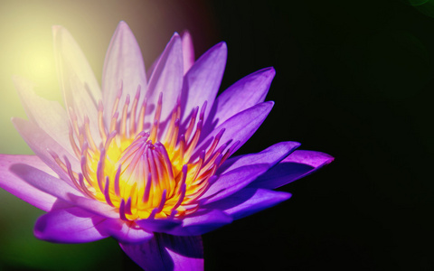 花粉与水滴在花园里盛开的紫色莲花池照明美丽的光蓝色和紫色的莲花花