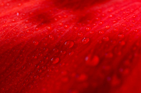 红色的花瓣上的水珠