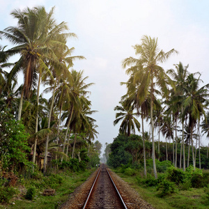 在丛林中的铁路。在斯里兰卡的晚上风景