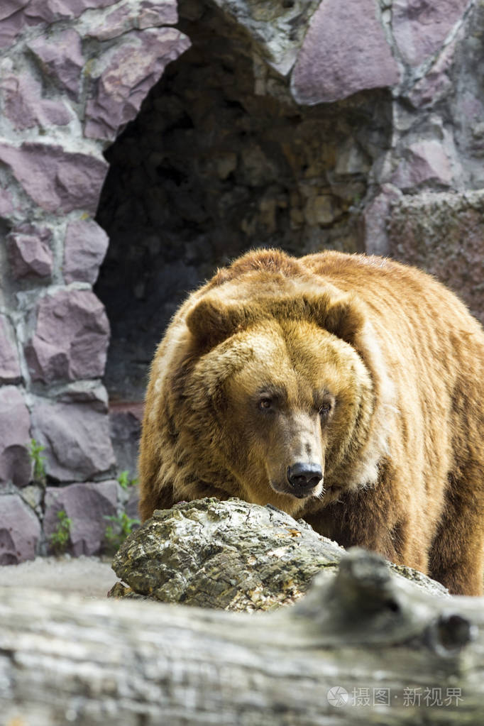 棕色的熊从洞口钻出来
