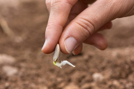 人工种植发芽种子在花园里照片