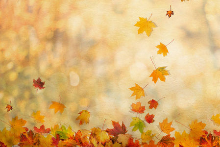 秋天的树叶背景