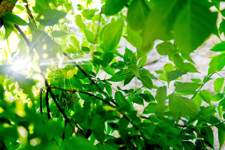 清新阳光图案清新绿色树叶与阳光射线照片