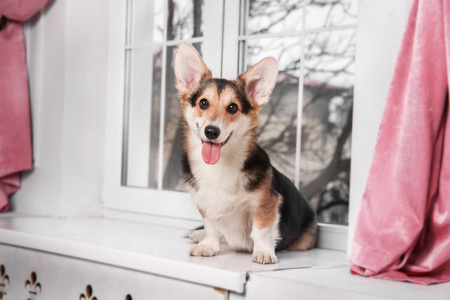 彭布罗克威尔士科基犬，狗威尔士科基犬在室内摆姿势