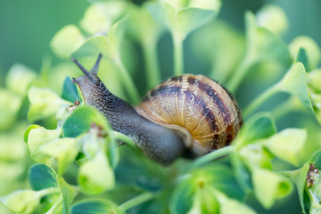 蜗牛上一朵花