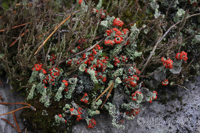 红色在石头上的青苔