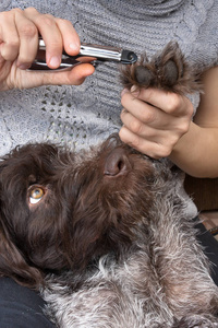 手用剪刀剪,特写修剪趾甲的狗照片