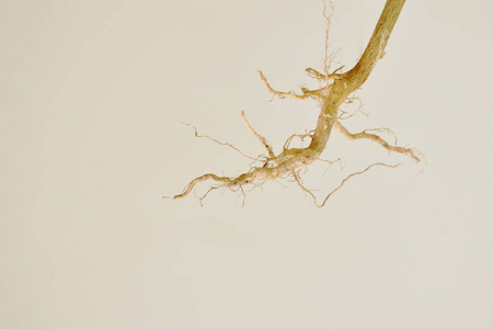 干燥的植物根系与曲线和纹理图片