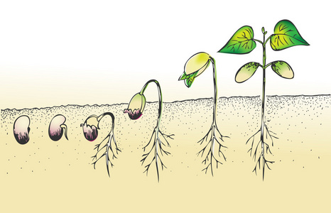 豆子发芽过程卡通图图片