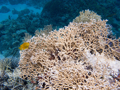 巨大的珊瑚，有一条黄色的小鱼