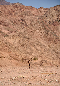在埃及山棵孤独的树