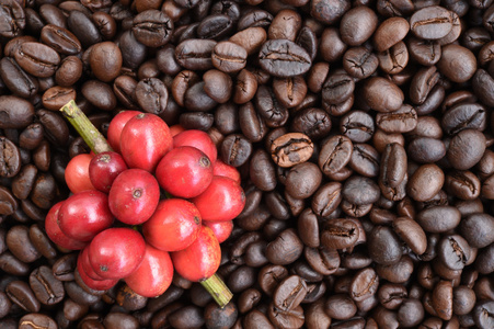 咖啡豆成熟干果咖啡豆