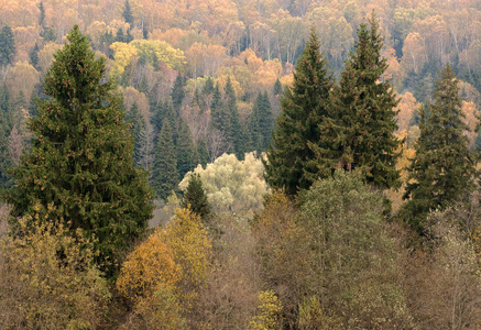 多彩秋天的森林