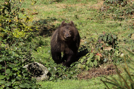棕色的熊，进入禁林