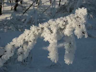 雪狗