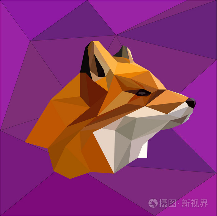 火狐狸在紫色背景照片 正版商用图片0doozi 摄图新视界