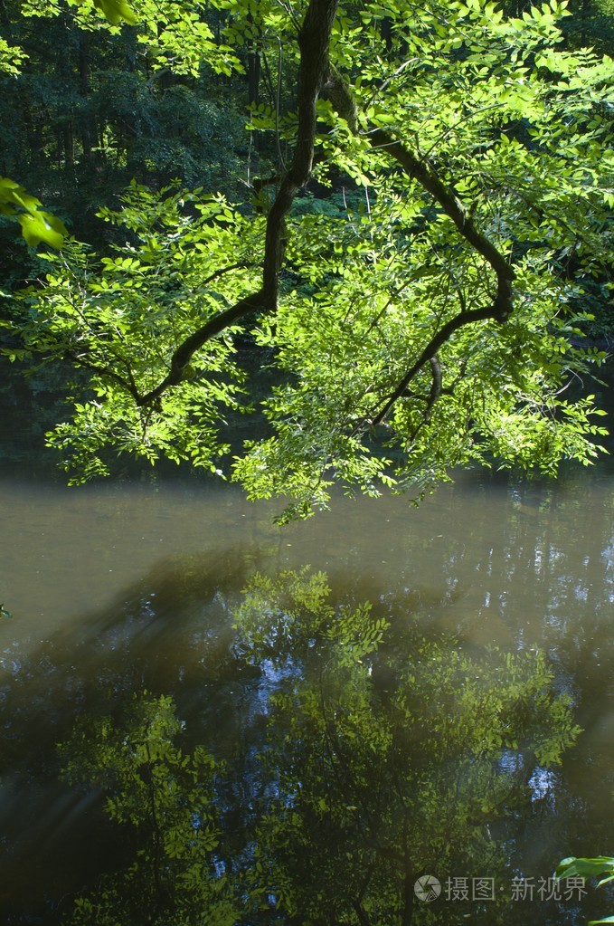 树木倒映在湖面