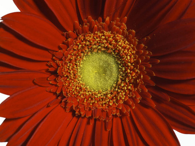 美丽的雏菊花关闭